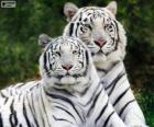 Τίγρεις της Βεγγάλης λευκό